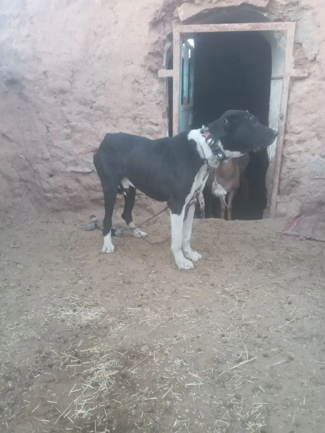 حیوان گله درشت|سگ|شاندیز, |دیوار