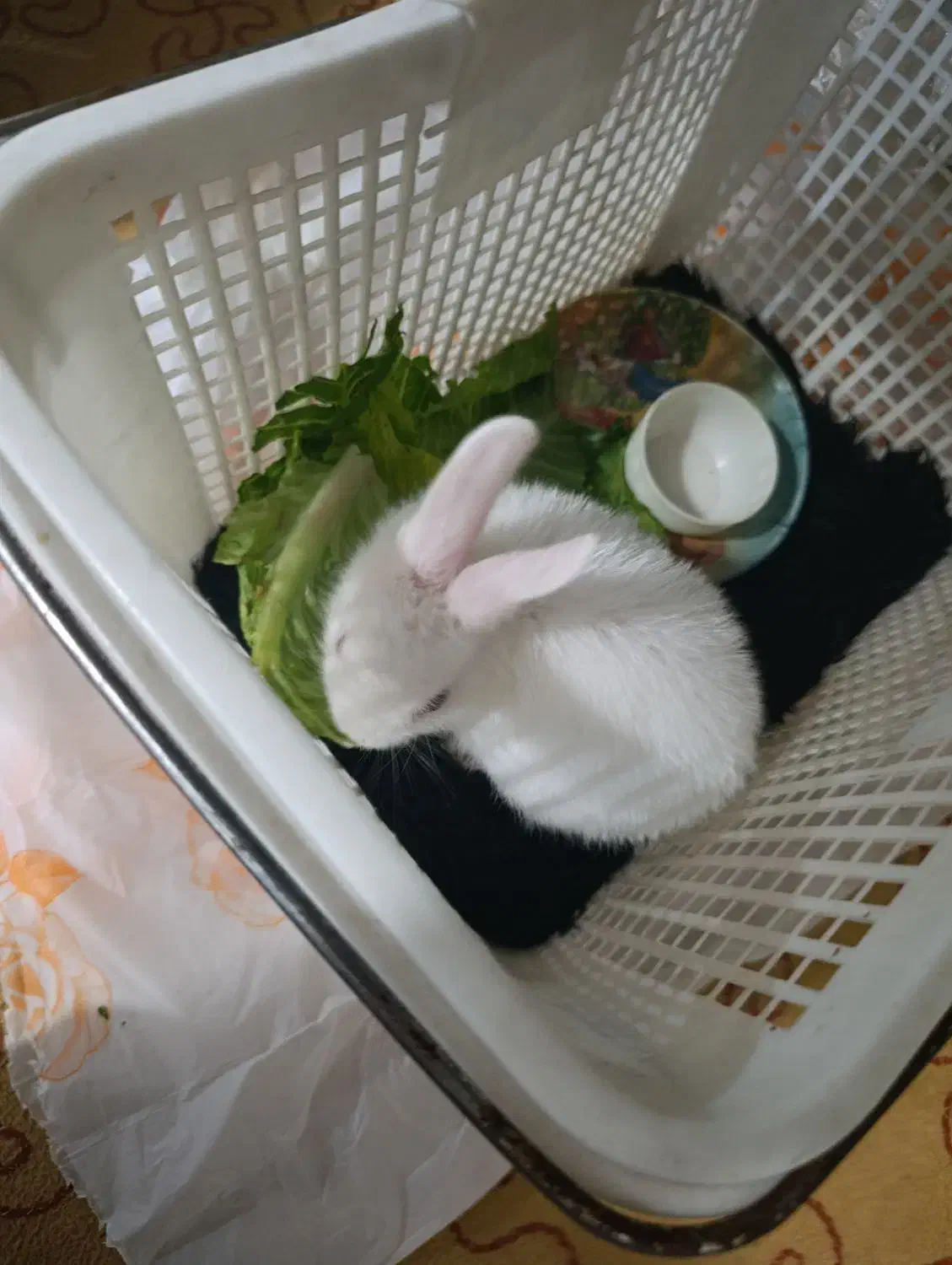 خرگوش|موش و خرگوش|قم, شهرک امام حسن|دیوار