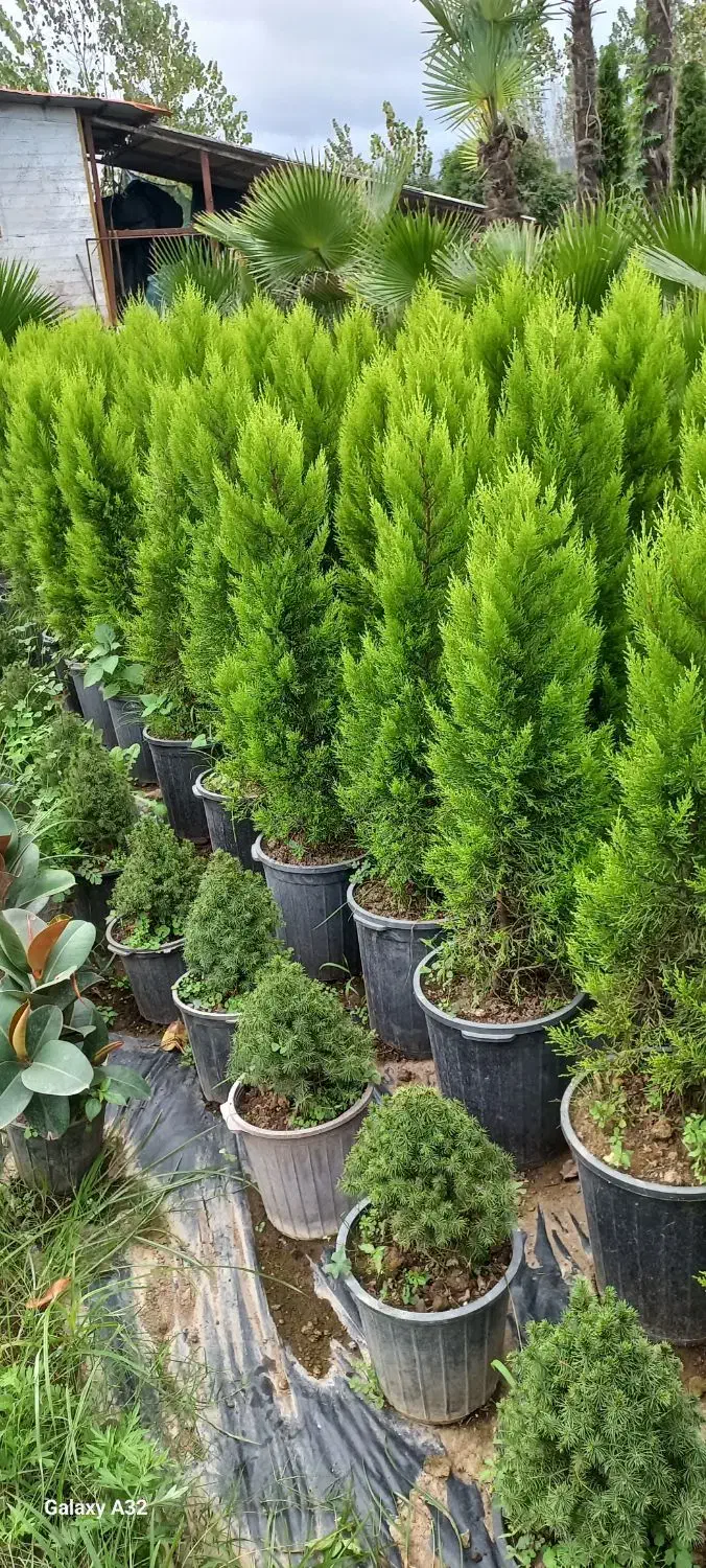 فروش گلهای فضای باز وآپارتمانی زیر قیمت بازار|گل و گیاه طبیعی|عباس‌آباد, |دیوار