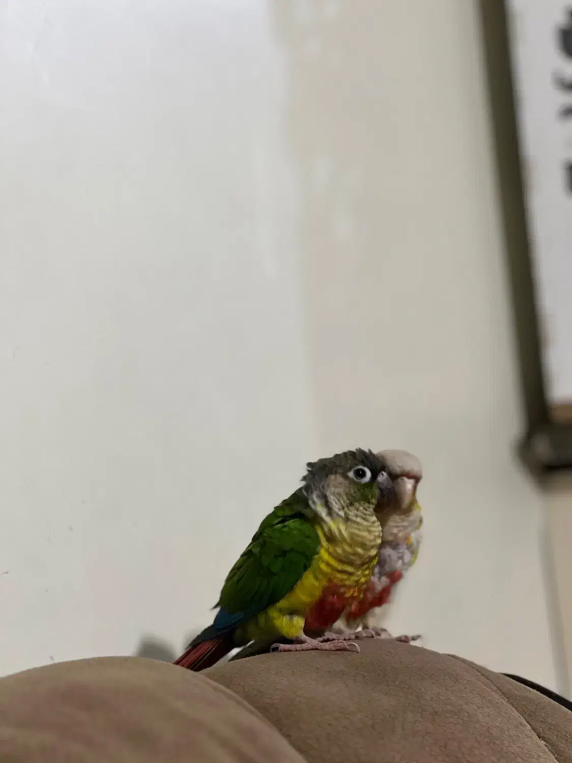 گرینچیک سخنگو|پرنده|مشهد, کوشش|دیوار