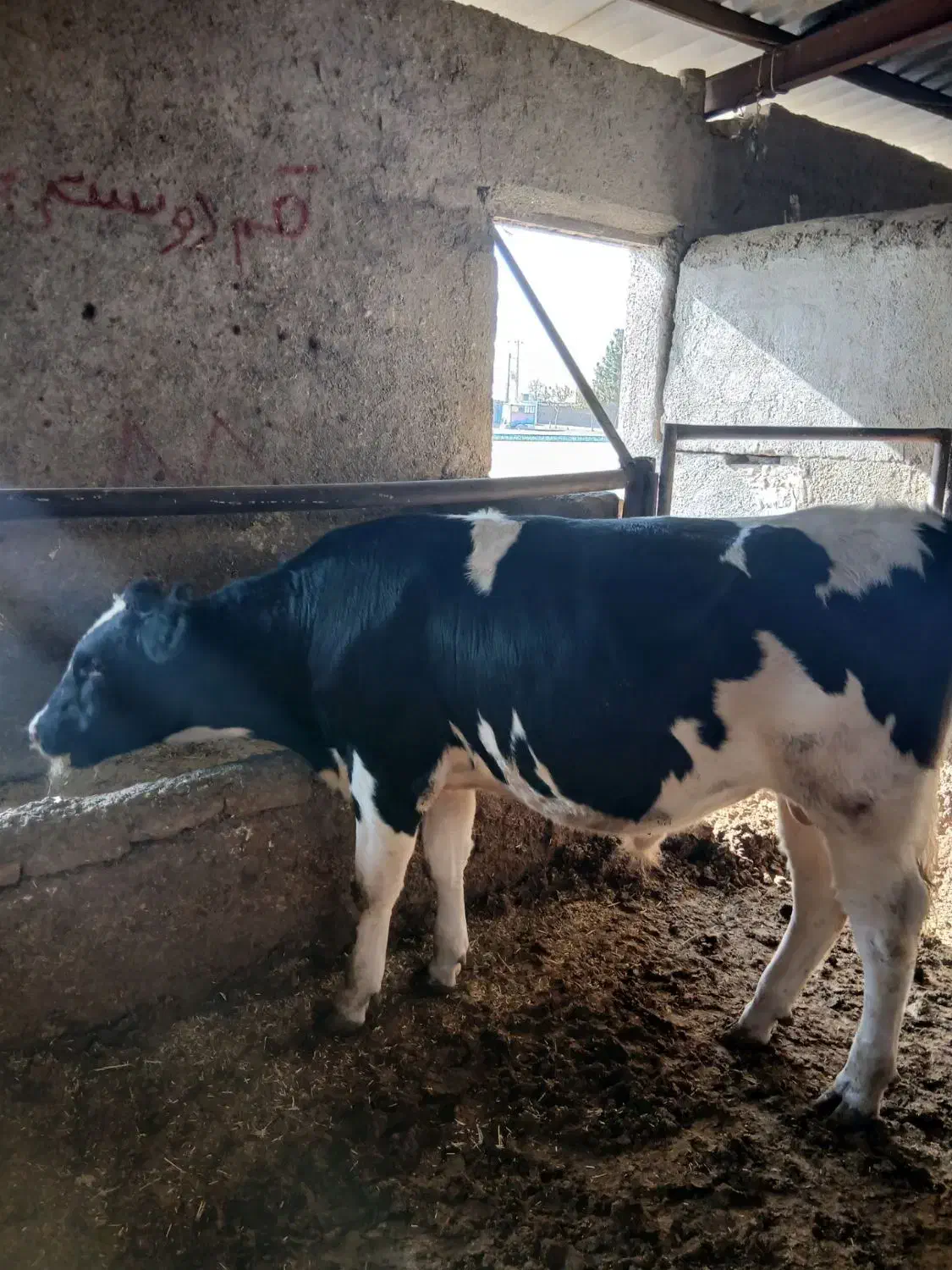 گوساله نر|حیوانات مزرعه|مشهد, خرم آباد|دیوار