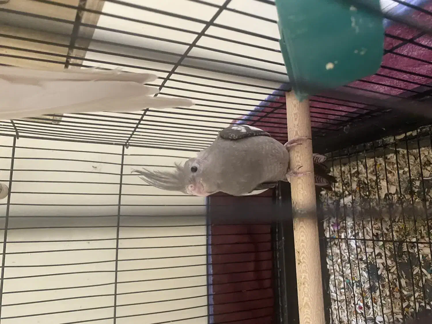 جوجه هلندی|پرنده|شیراز, کوشک میدان|دیوار