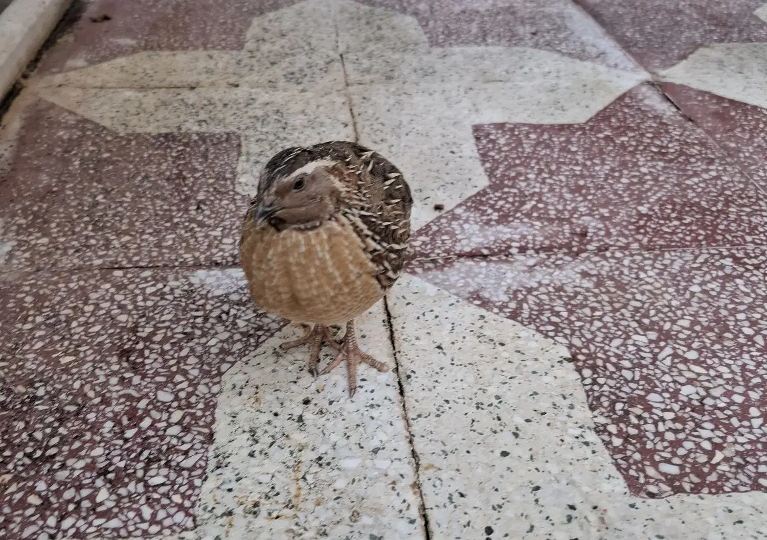 بلدرچین یک جفت|پرنده|شیراز, درکی|دیوار