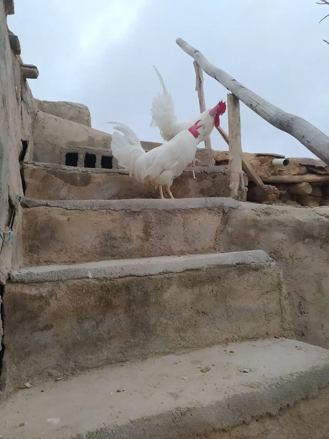 خروس محلی|حیوانات مزرعه|گرمخان, |دیوار