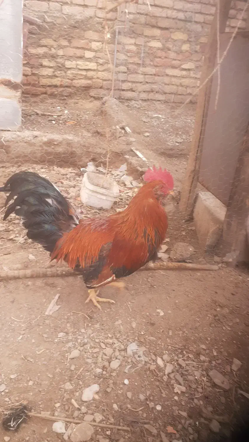 خروس رنگی|حیوانات مزرعه|درمیان, |دیوار