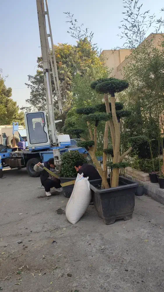 خدمات باغبانی لواسان فشم میگون شمشک درسراسر لواسان|خدمات باغبانی و درختکاری|لواسان, |دیوار