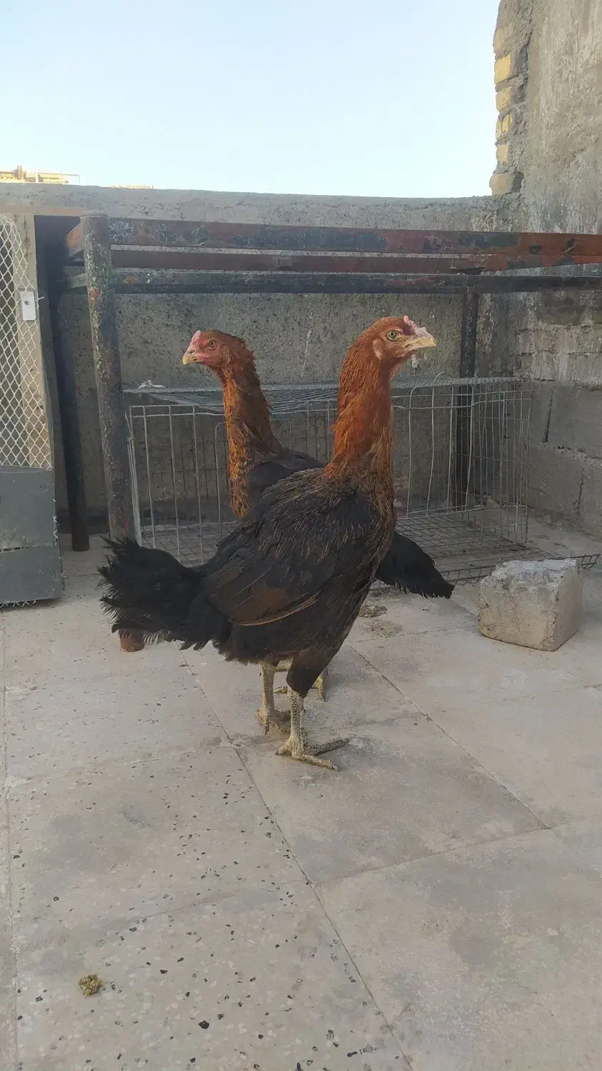 مرغ لاری افغان اصیل|حیوانات مزرعه|مشهد, امیرآباد|دیوار