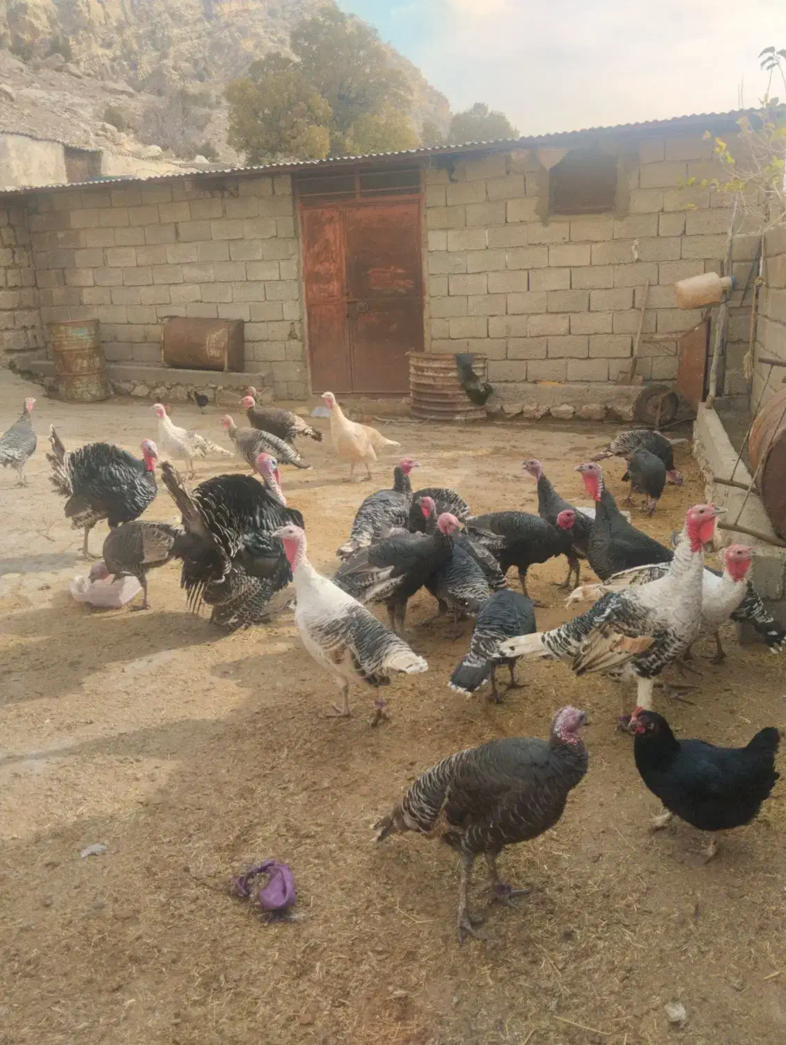 بوقلمون بزرگ همه به فروش میرسن|حیوانات مزرعه|سیوان, |دیوار