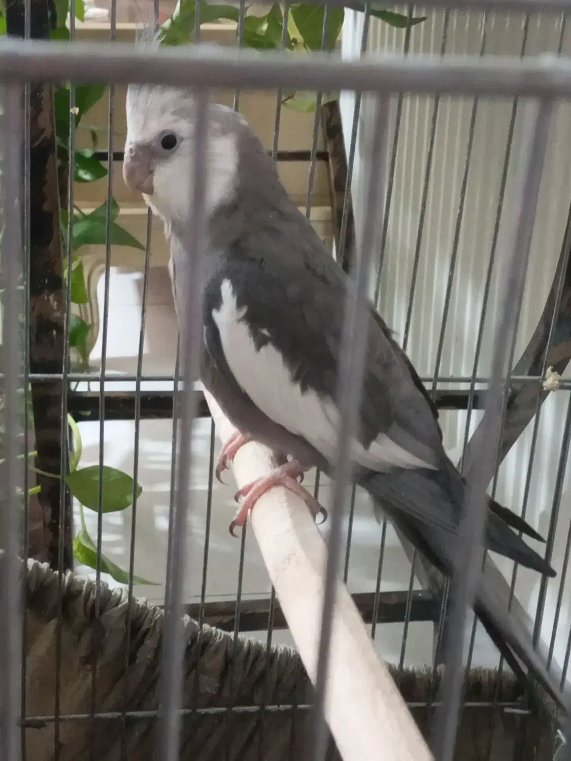 عروس هلندی مولد|پرنده|شهریار, یوسف آباد صیرفی|دیوار