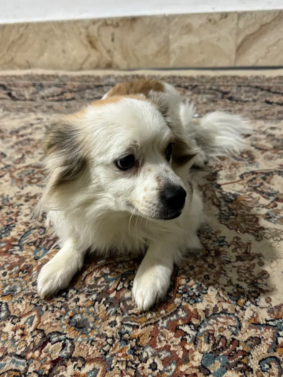 واگذاری سگ خونگی|سگ|بجنورد, |دیوار