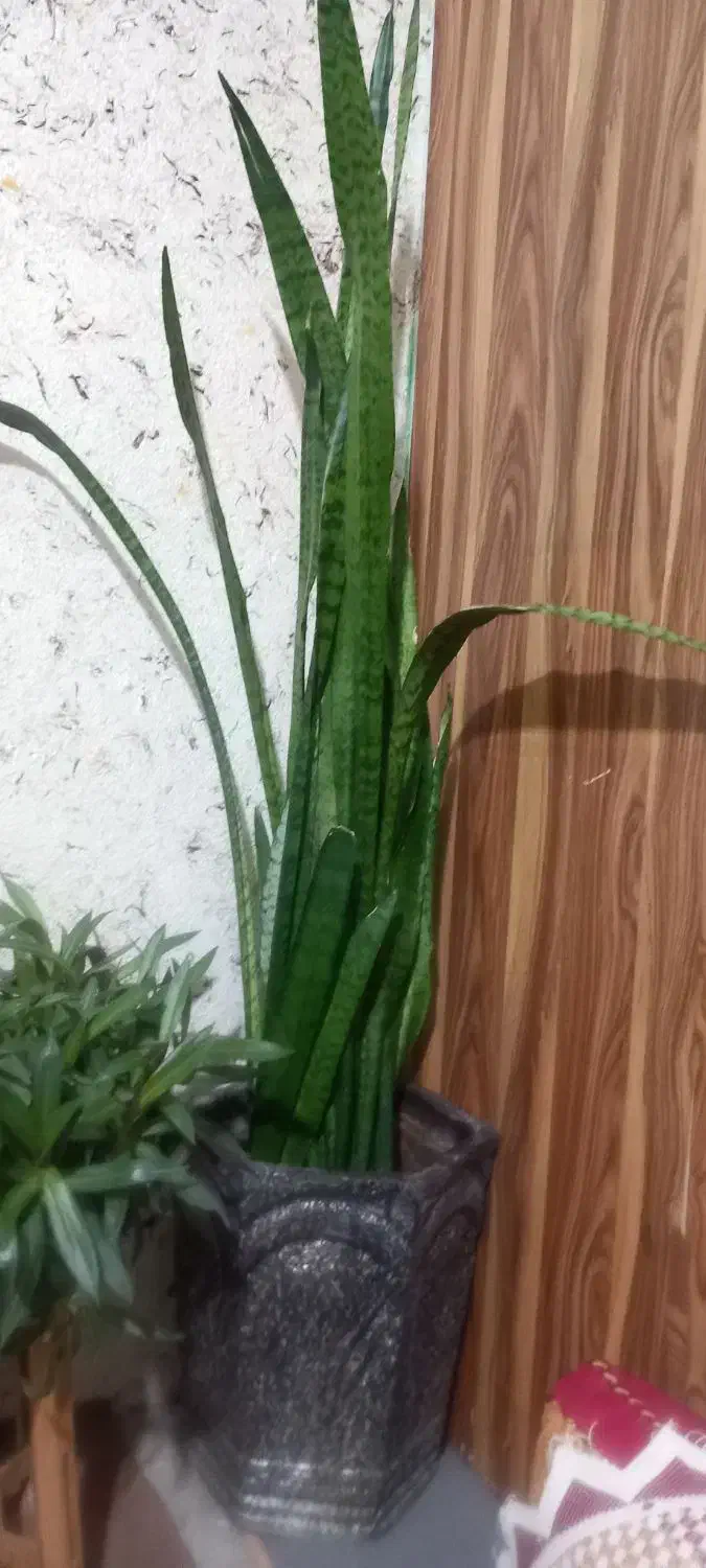 گل وگلدون|گل و گیاه طبیعی|شیراز, گود عربان|دیوار