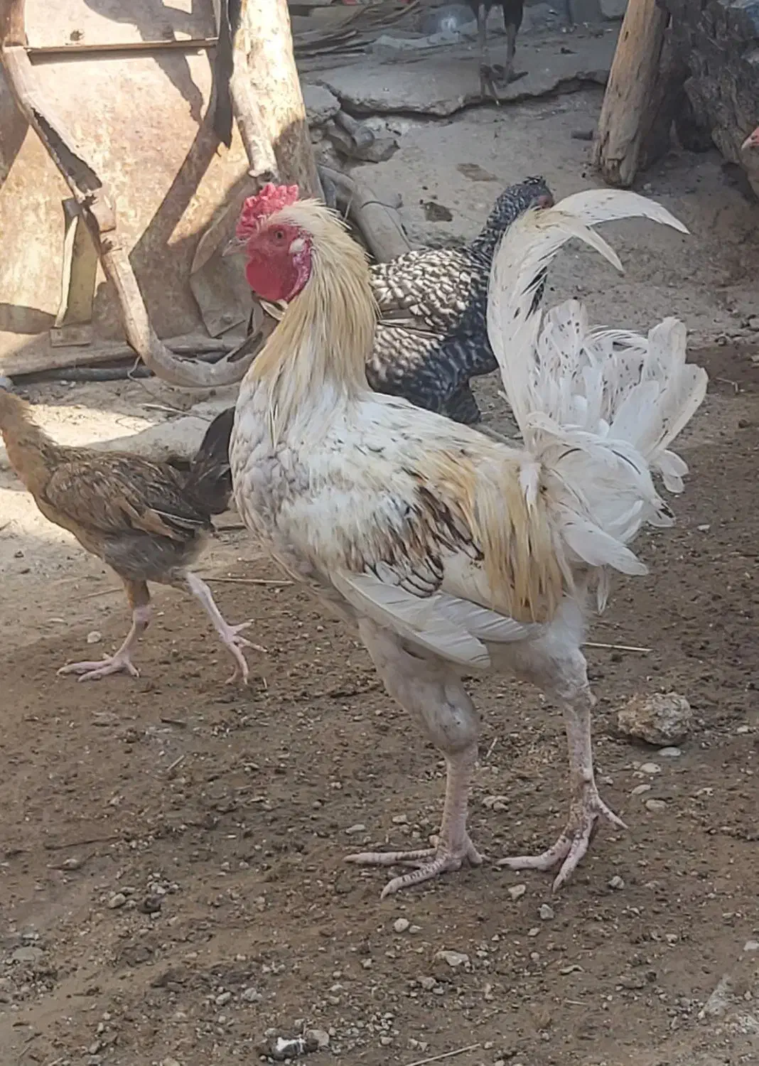 دو عدد خروس دورگ لاری بزرگ و چاق برای داشت و کشت|حیوانات مزرعه|وحدتیه, |دیوار