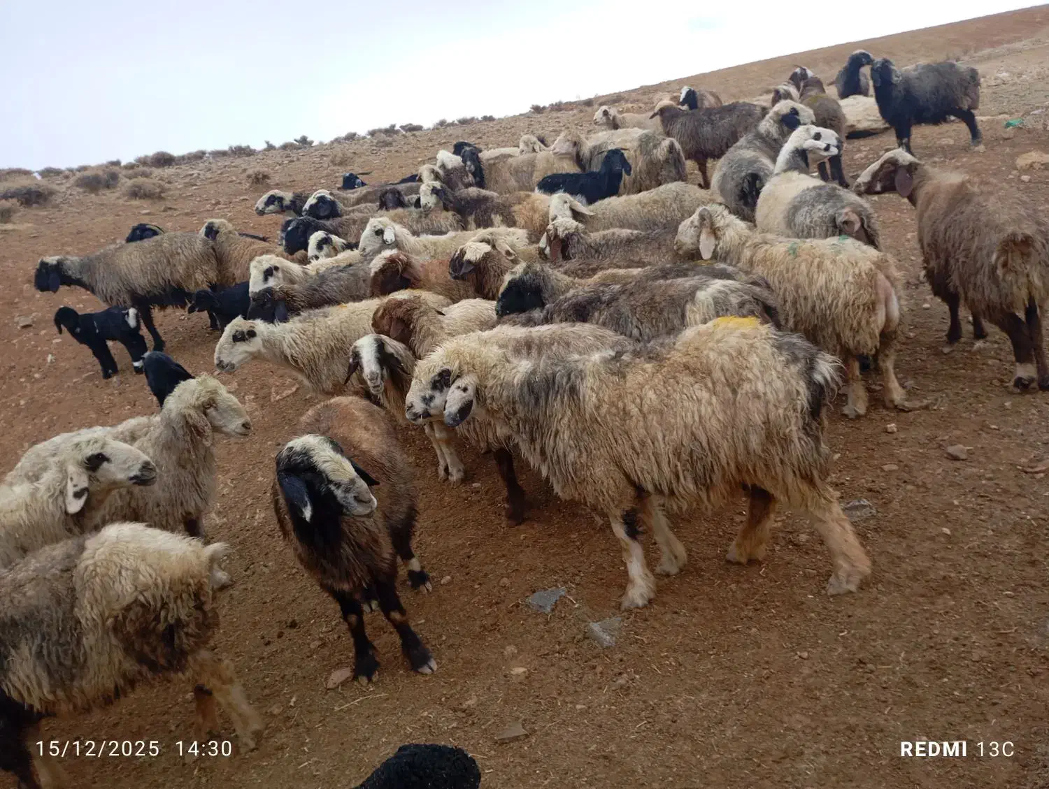 48راس میش داشتی بره دار و آبستن به فروش میرسد|حیوانات مزرعه|شیراز, محمدیه|دیوار