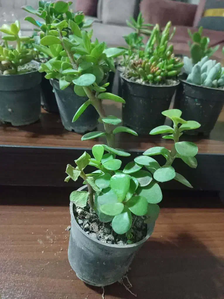 سرای کاکتوس وساکونت|گل و گیاه طبیعی|رباط‌کریم, مسکن مهر آبشناسان|دیوار