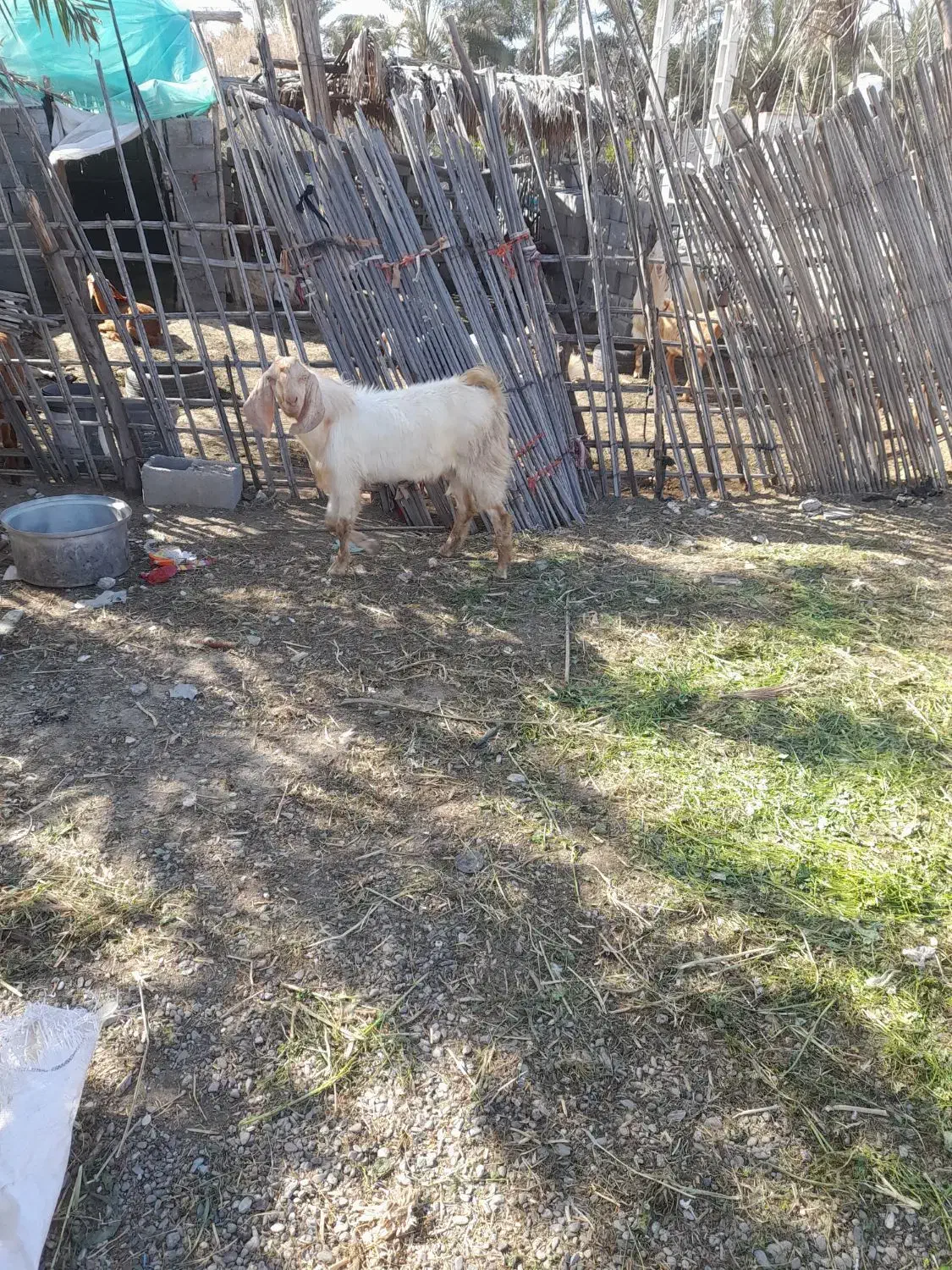 چپشت نری|حیوانات مزرعه|رودخانه, |دیوار