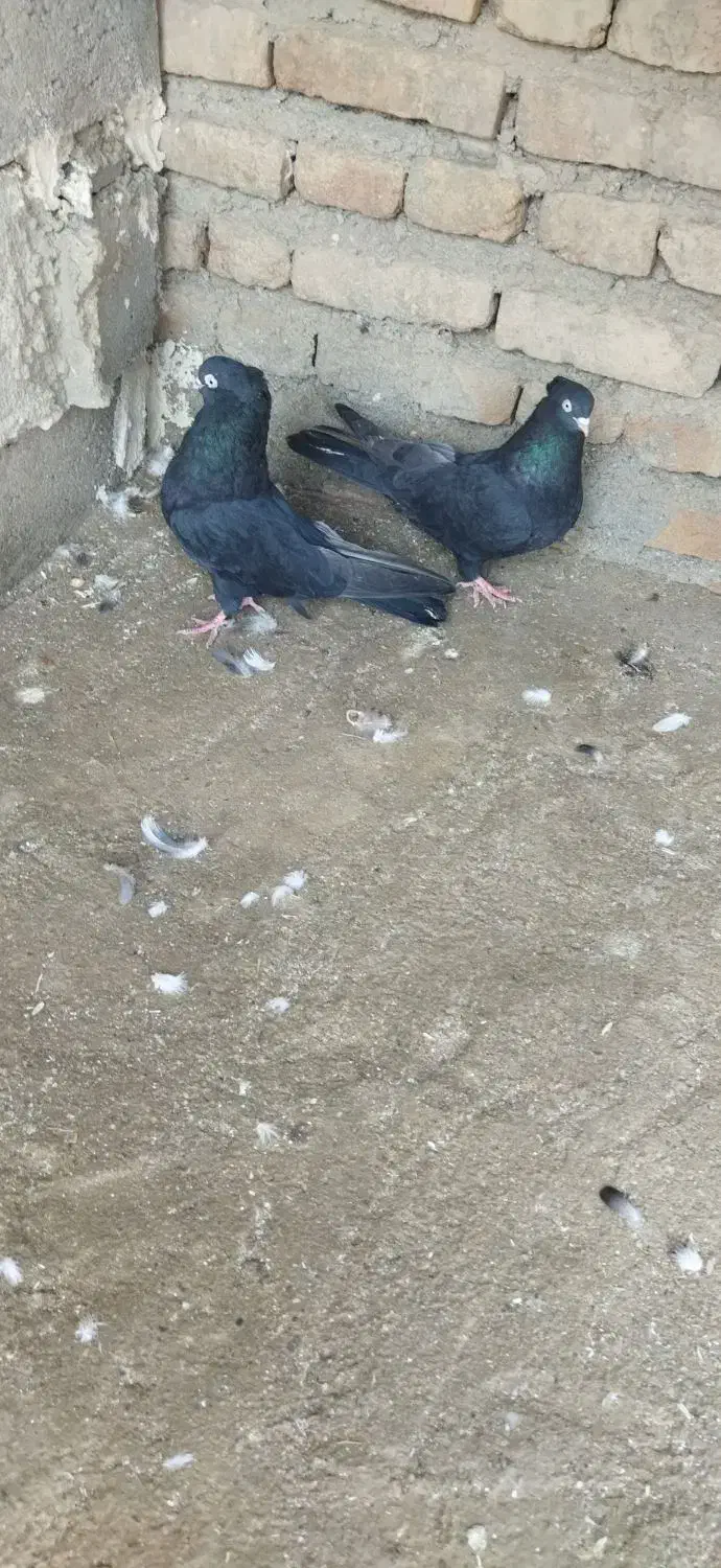 طوقی سیاه|پرنده|میاندوآب, |دیوار