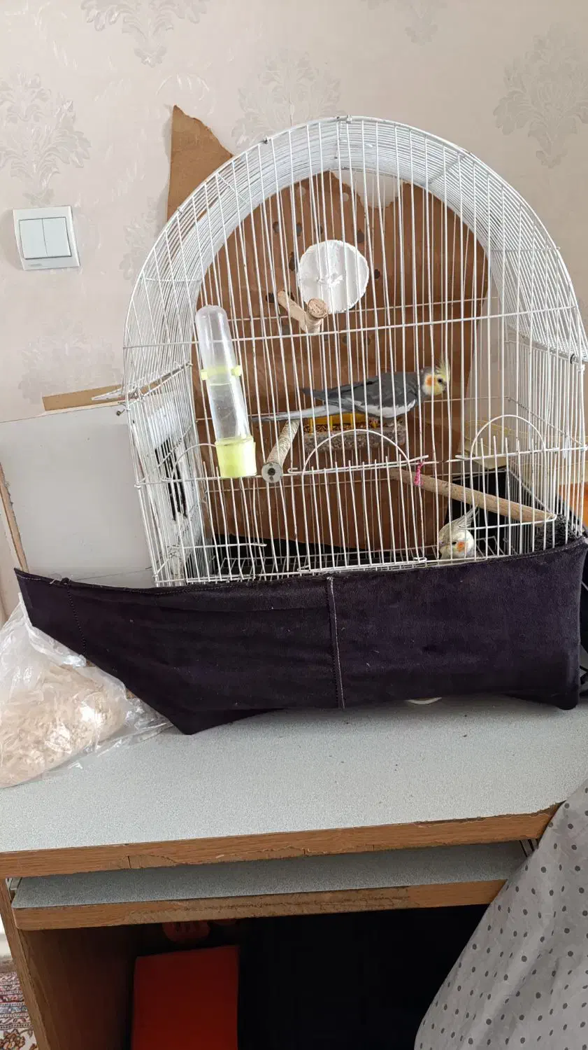 طوطی عروس هلندی سخنگو|پرنده|اردبیل, |دیوار