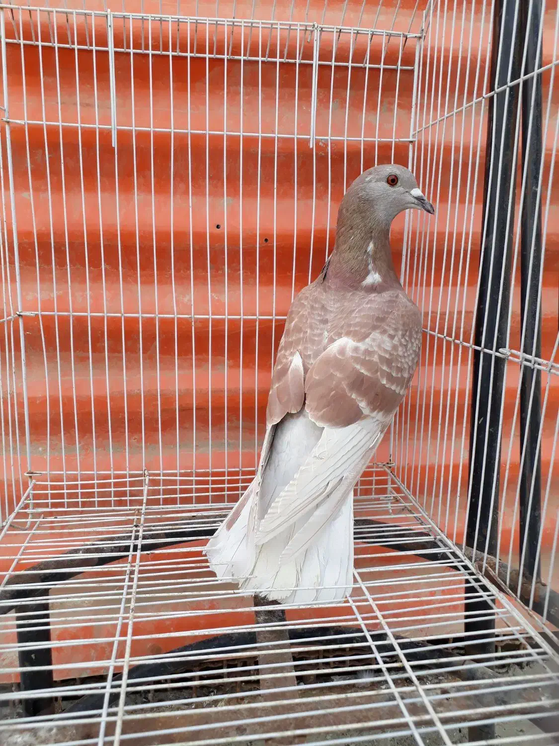 کبوتر دورگ|پرنده|خرمشهر, |دیوار