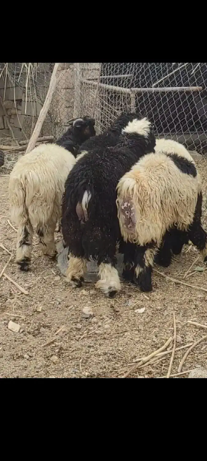 سلام بره و بیگ|حیوانات مزرعه|شوشتر, |دیوار