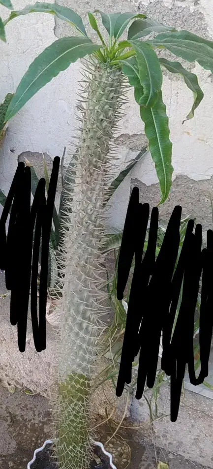 نخل ماداگاسکار|گل و گیاه طبیعی|بندر گناوه, |دیوار