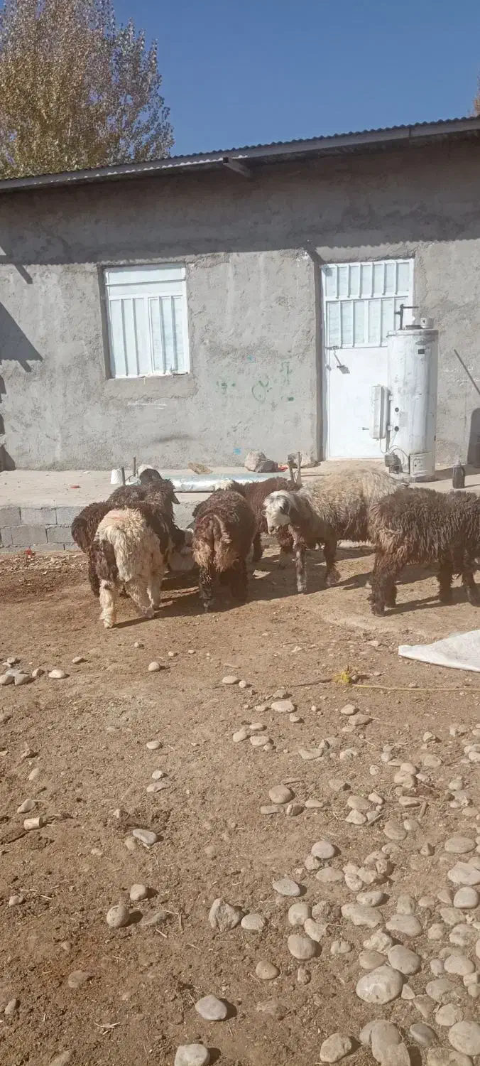 میش وبره|حیوانات مزرعه|صمصامی, |دیوار