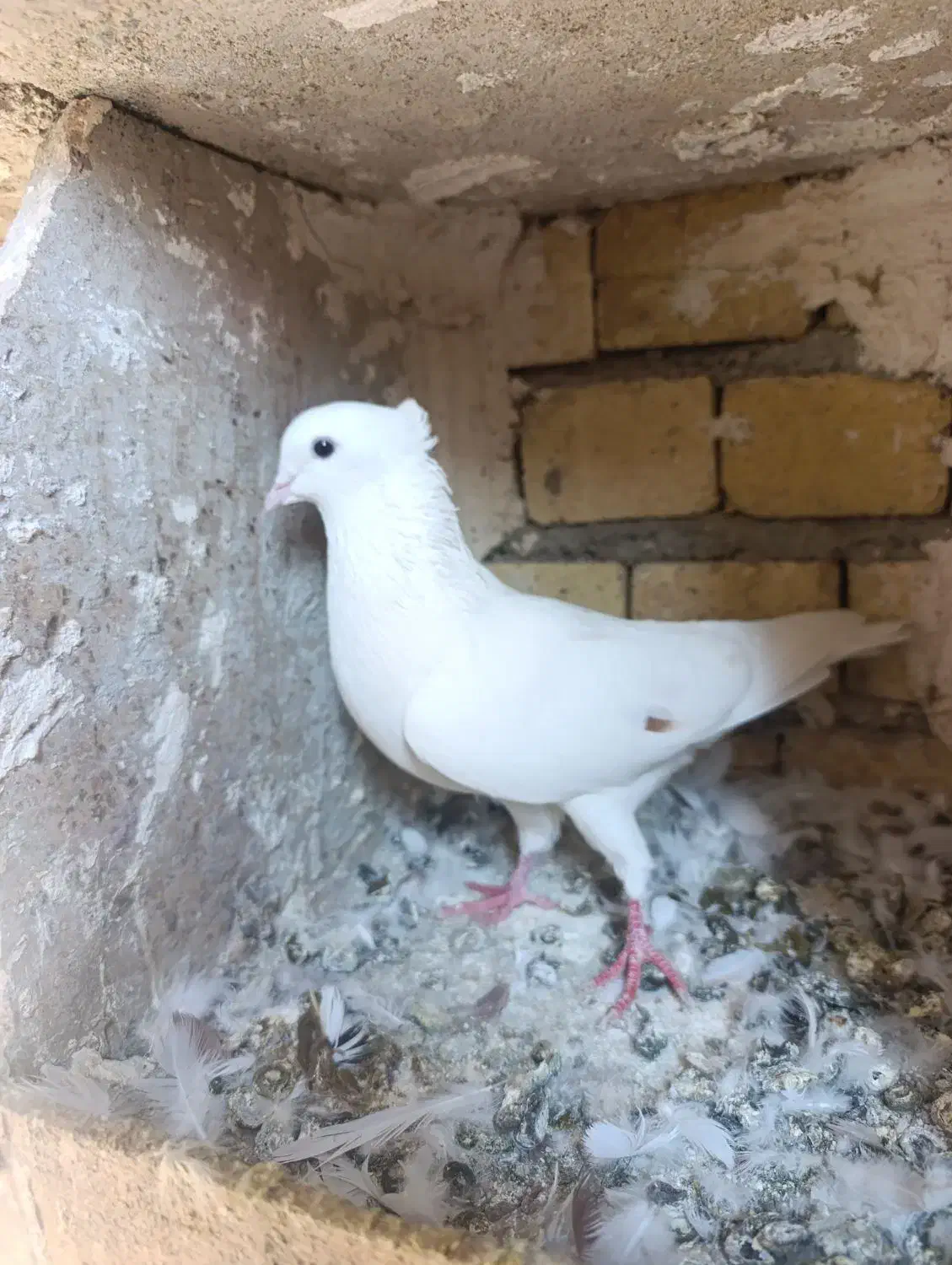 نر کمخال کفتر|پرنده|بروجرد, |دیوار