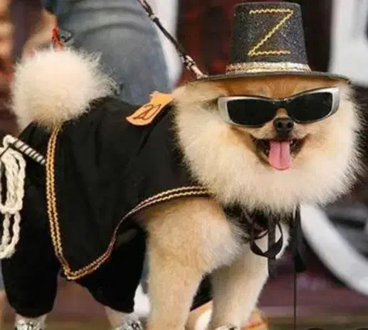 پانسیون‌ نگهداری‌ خانگی‌|لوازم جانبی حیوانات|سیرجان, |دیوار