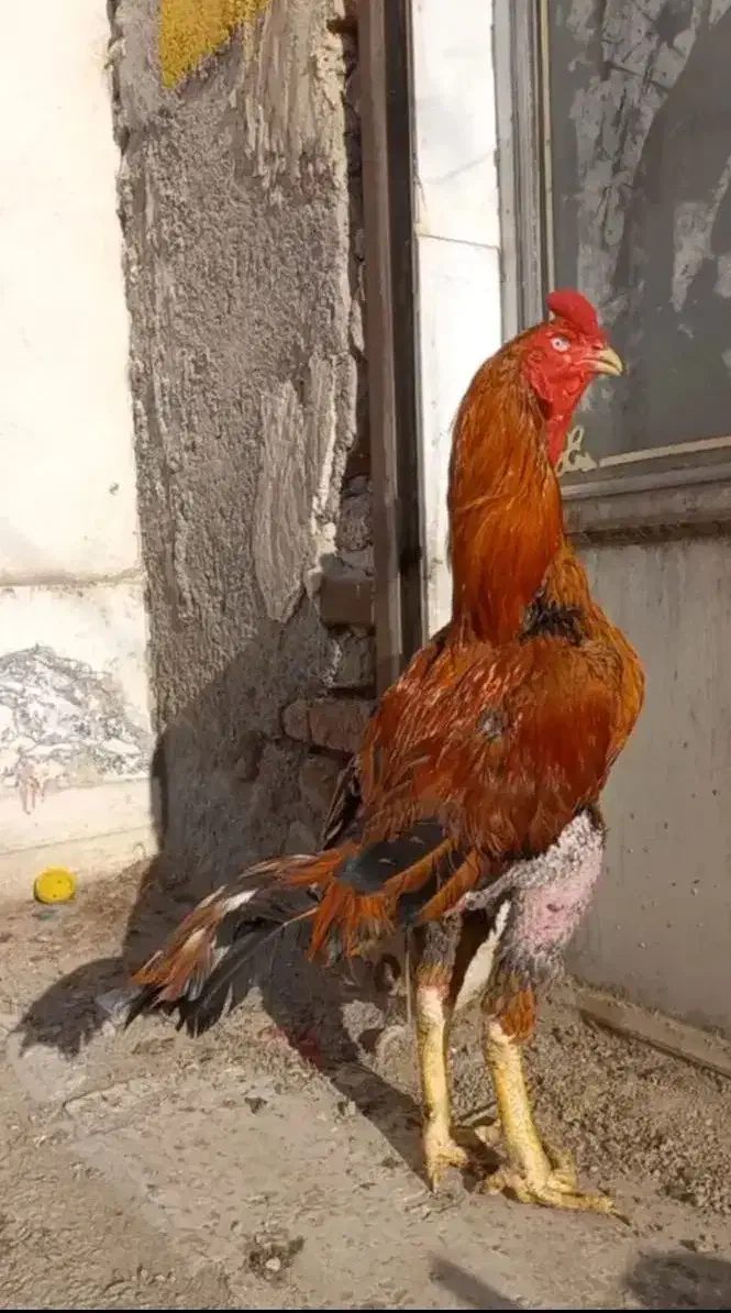 خروس لاری|حیوانات مزرعه|اردبیل, |دیوار