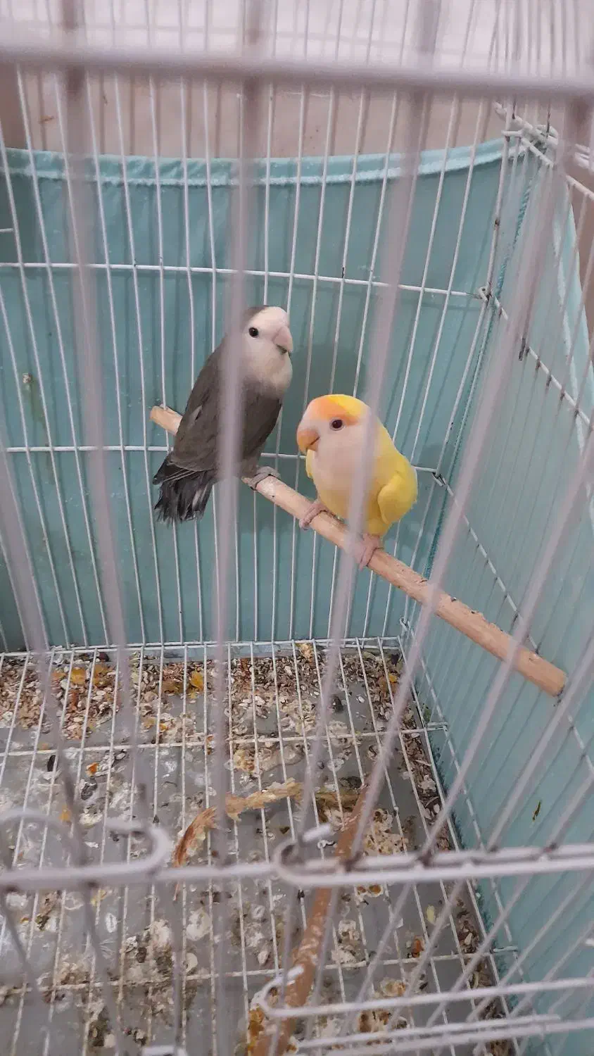 جفت طوطی برزیلی  بدون قفس معاوصه هم دارم|پرنده|اردبیل, |دیوار