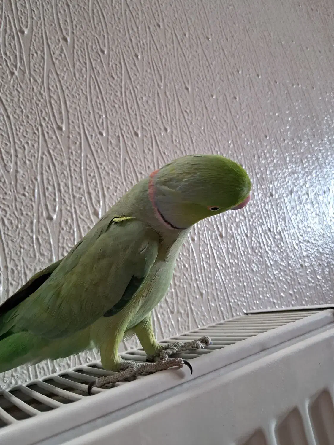 طوطی ملنگو دستی|پرنده|شاهین‌شهر, نسیم ۵|دیوار