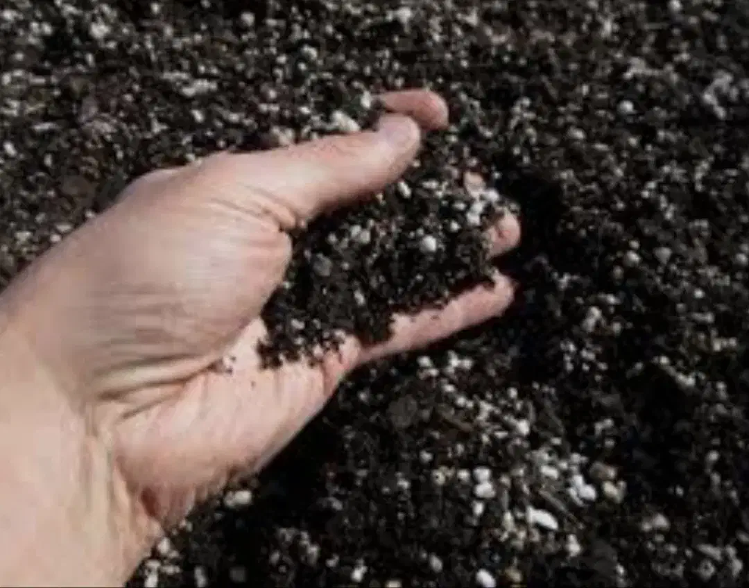 خاک گلدان|گل و گیاه طبیعی|بیرجند, |دیوار