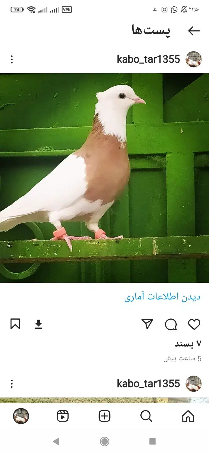 دوتا کبوترطوقی نر پرتقالی و زرد خال سیاه|پرنده|آبپخش, |دیوار