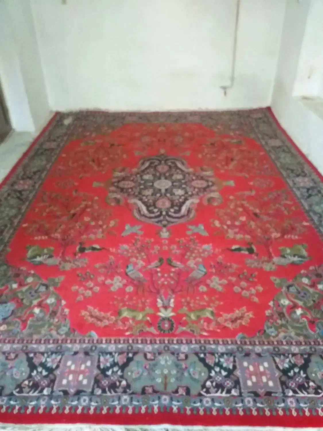 فرش فورشی نقد|فرش|نقده, |دیوار