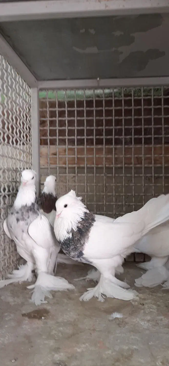 کبوتر طوقی عتیقه|پرنده|مرند, |دیوار