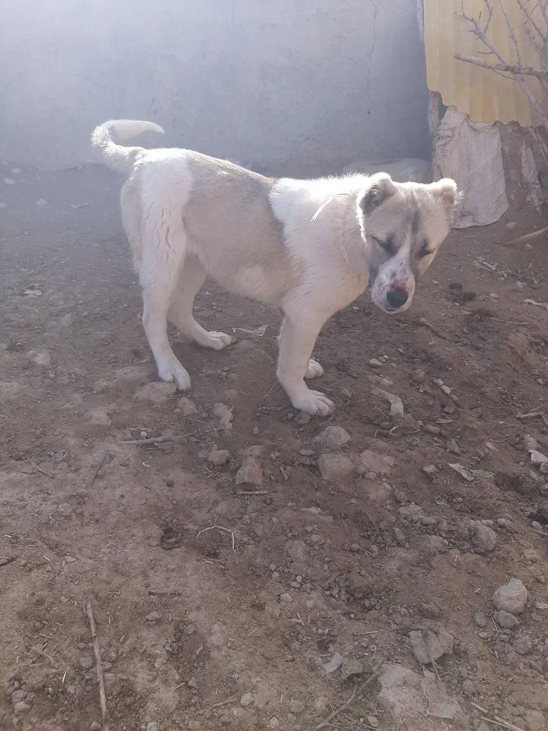 توله سگ|سگ|شیروان (خراسان), |دیوار