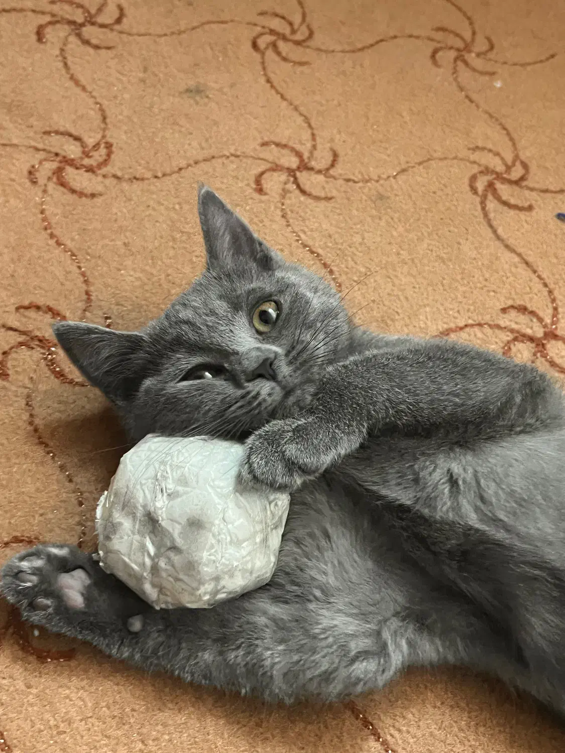 بریتیش بلو|گربه|اردکان, |دیوار