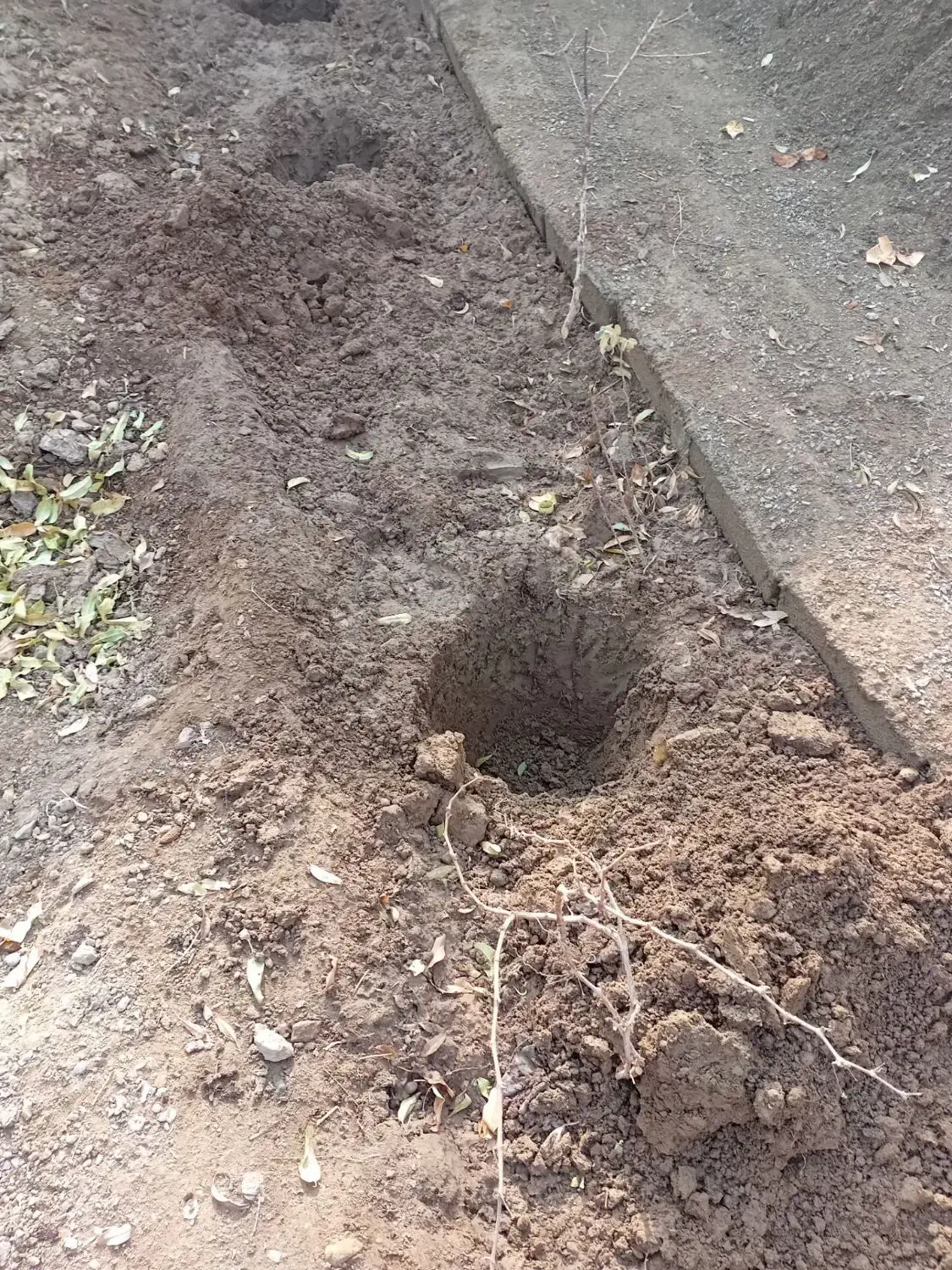 باغبان|خدمات باغبانی و درختکاری|تبریز, |دیوار