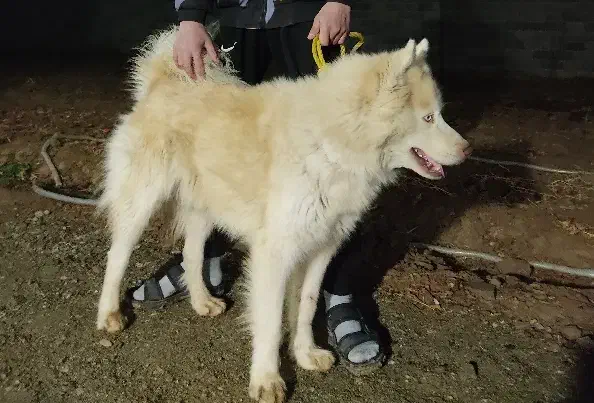 هاسکی|سگ|جوادآباد, |دیوار