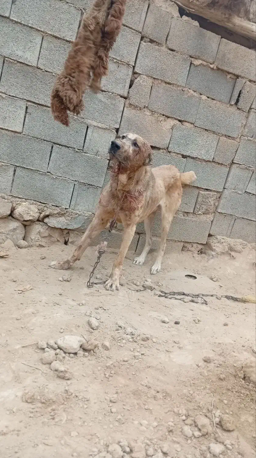 سگ افقان|سگ|آشخانه, |دیوار