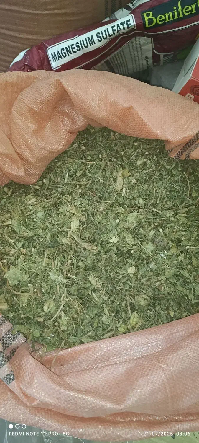 کرفس کوهی|خوردنی و آشامیدنی|فریدونشهر, |دیوار