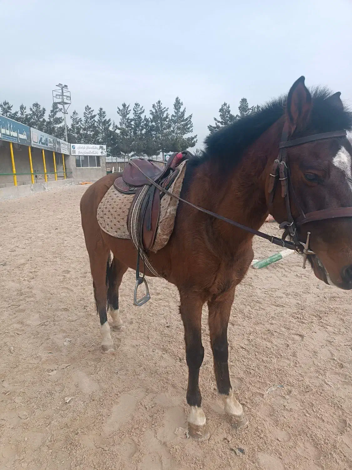 اسب نریون|اسب و تجهیزات اسب‌سواری|ملک‌آباد, |دیوار