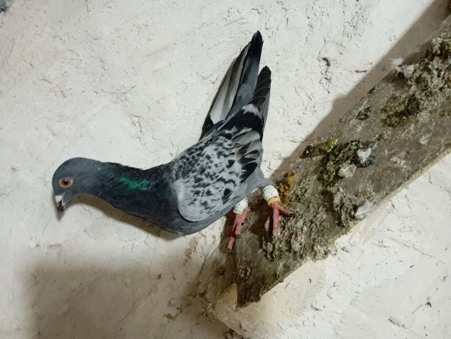 کبوتر پرنده|پرنده|اسفرورین, |دیوار