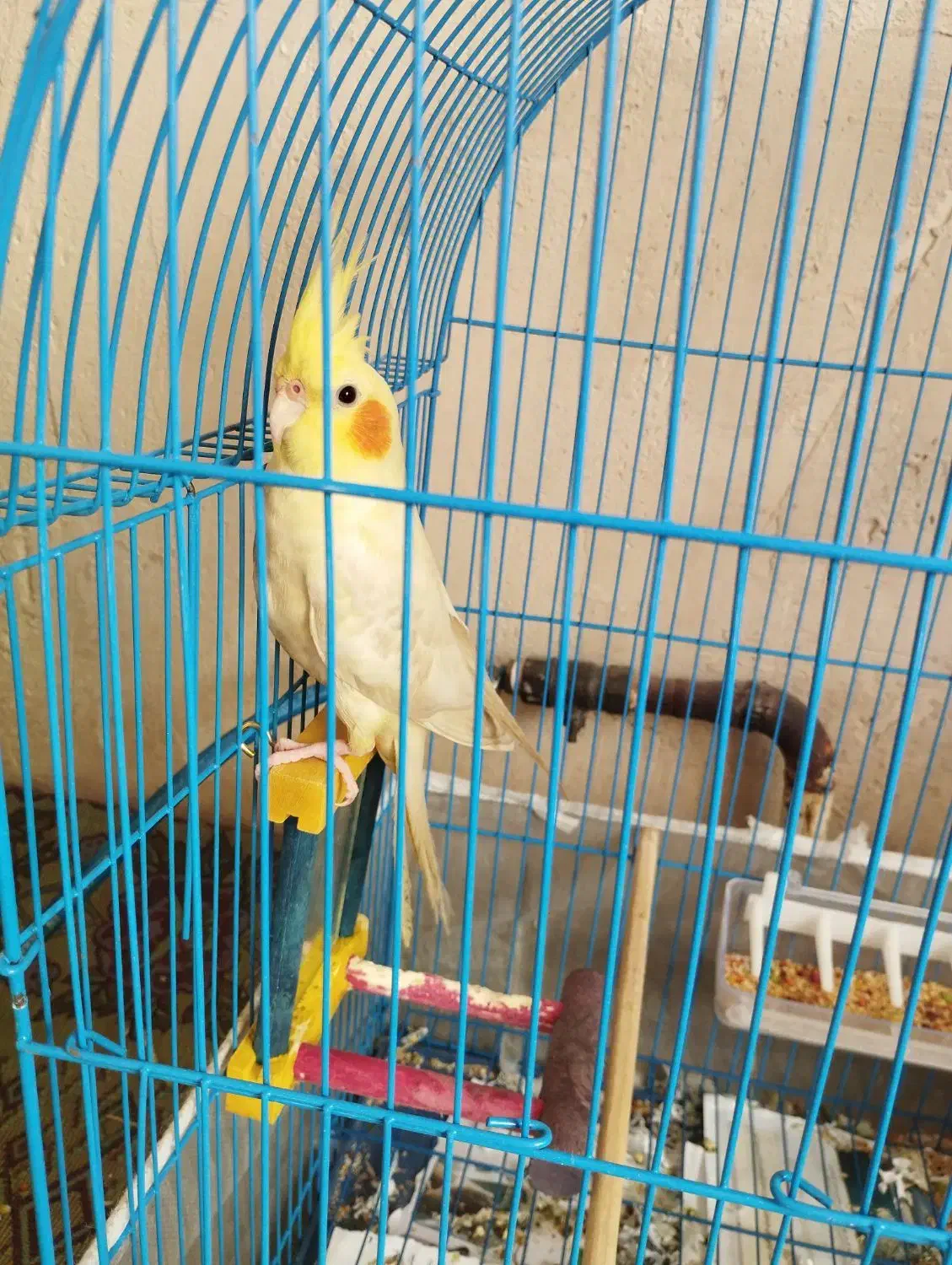 عروس هلندی|پرنده|مرند, |دیوار