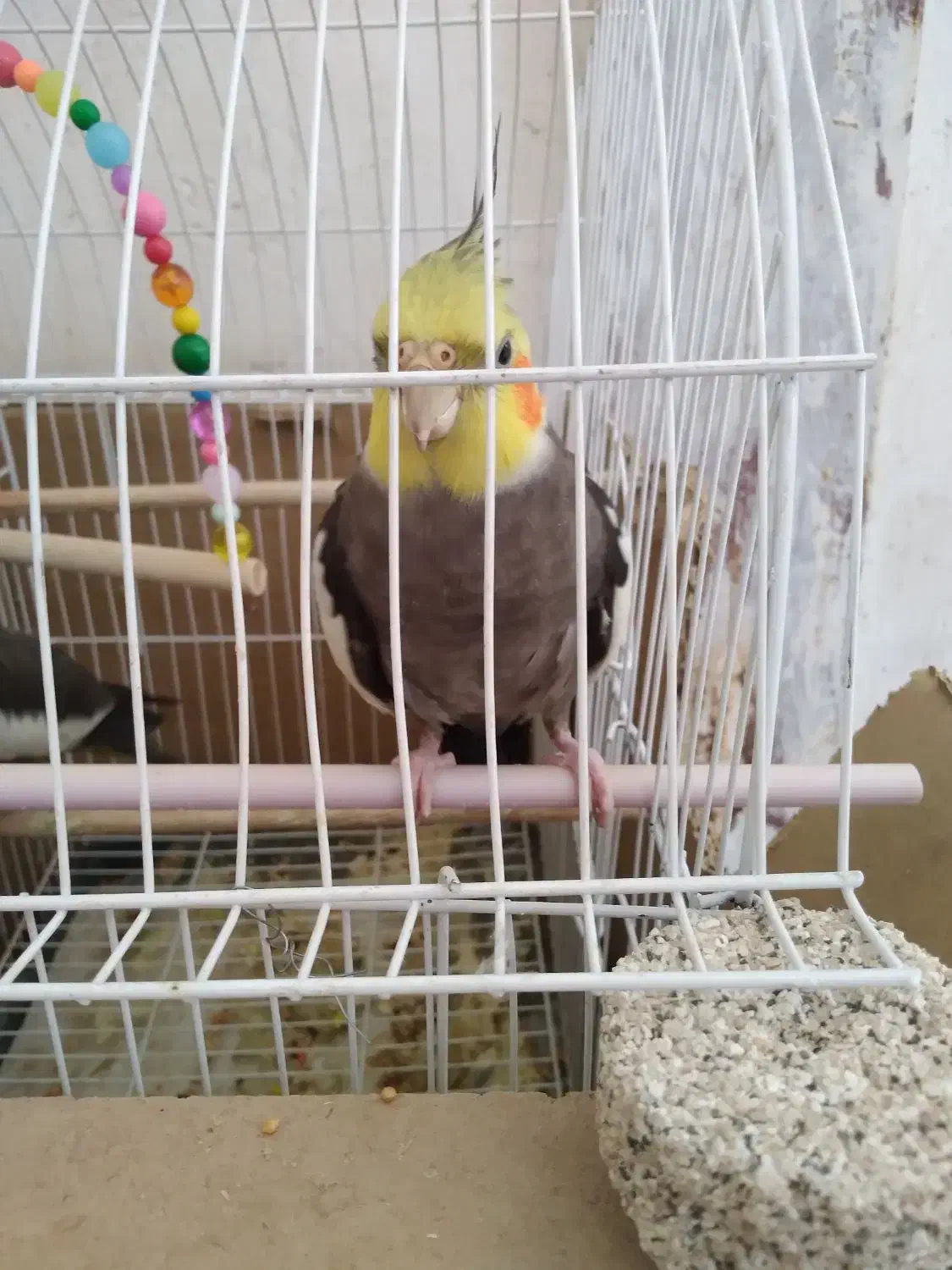 عروس هلندی|پرنده|نورآباد, |دیوار