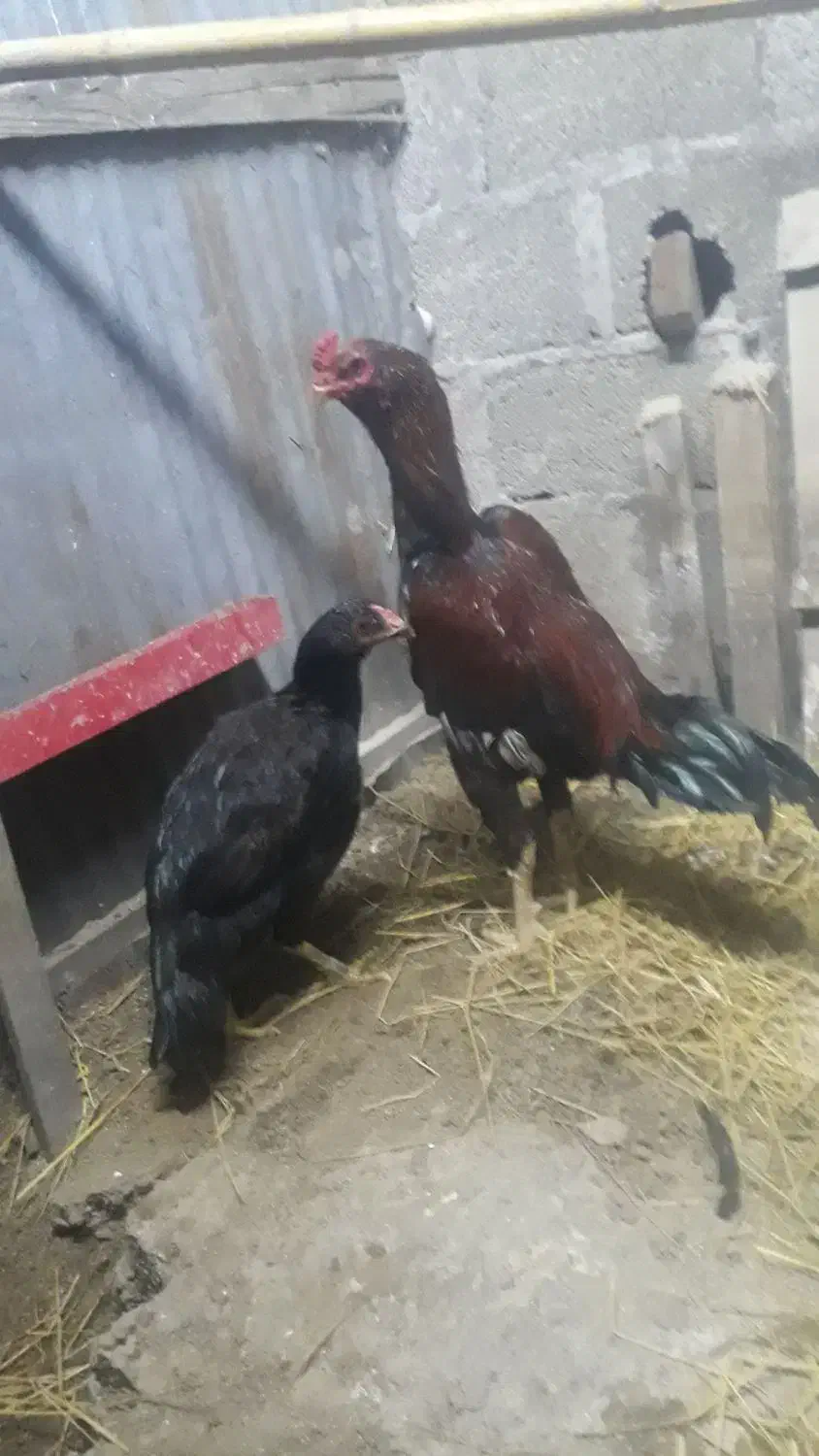 مرغ خروس لاری اصیل|حیوانات مزرعه|تولم شهر, |دیوار