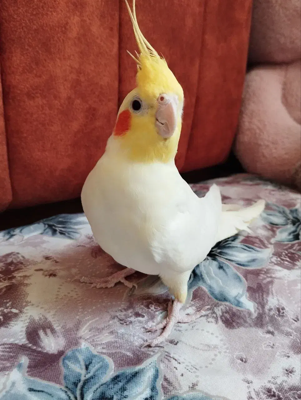 عروس هلندی زیبا|پرنده|فردوس (خراسان), |دیوار