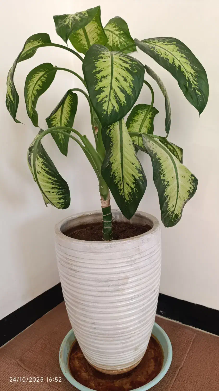 گل دیفن باخیا|گل و گیاه طبیعی|ایوان, |دیوار