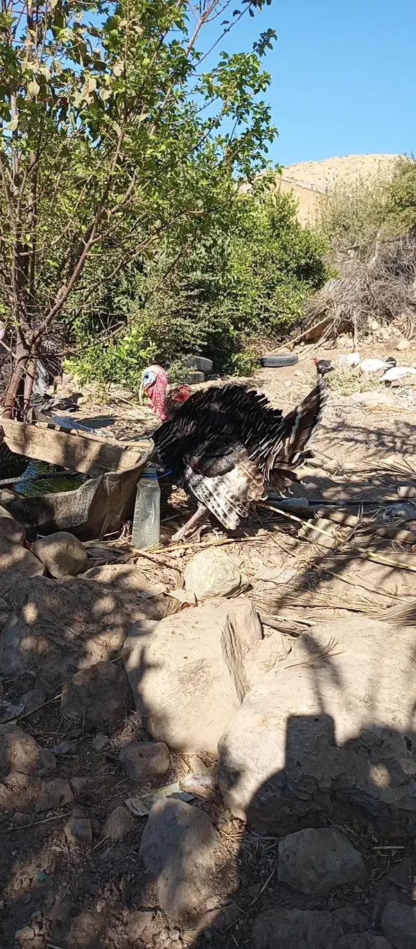 فروش کفش کیف بوقلمون|کیف، کفش، کمربند|دهدشت, |دیوار