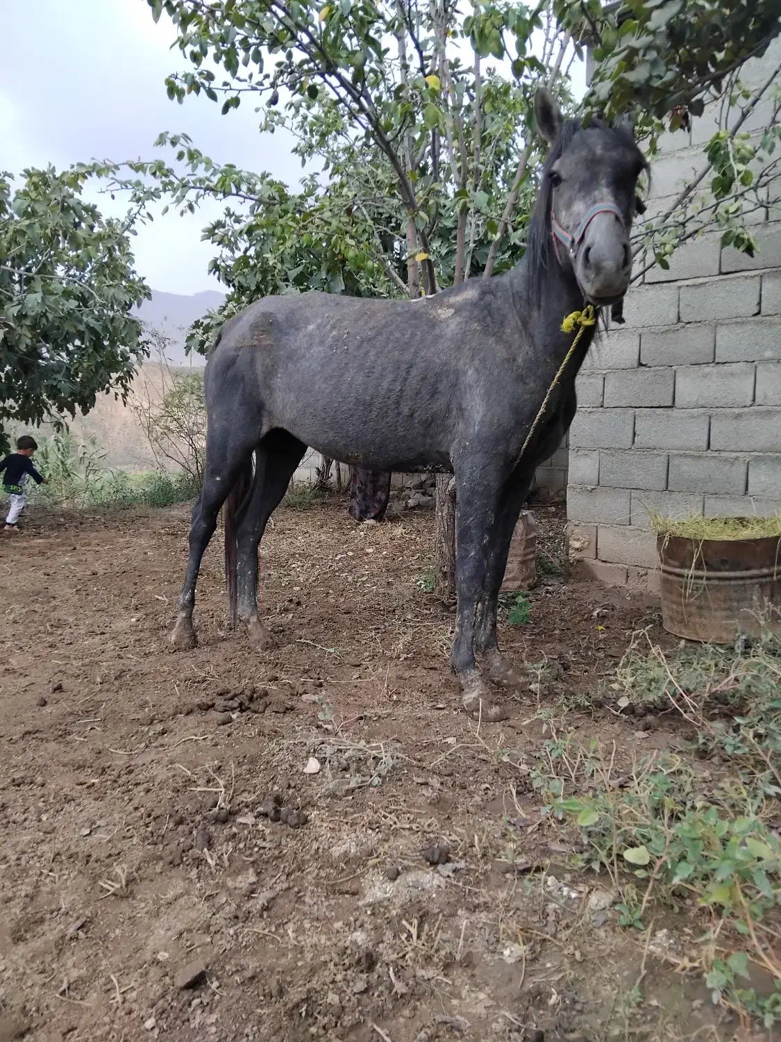 اسب مادیان|اسب و تجهیزات اسب‌سواری|فراغی, |دیوار