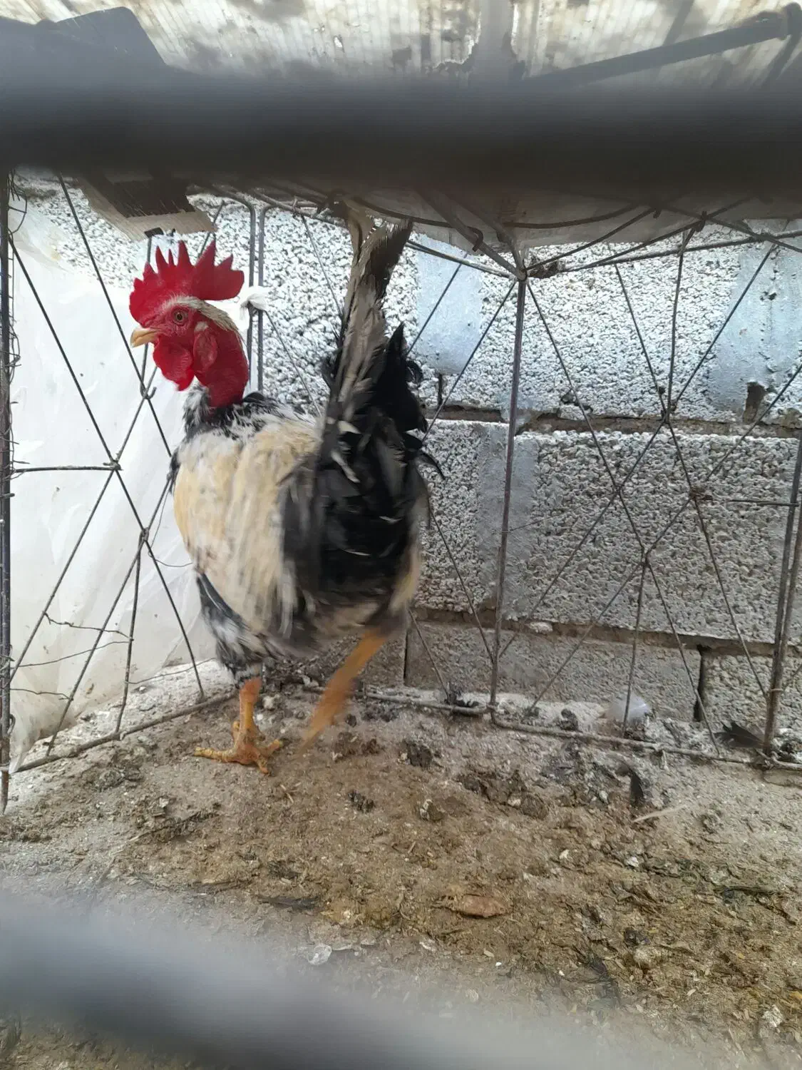 خروس گردن لخت و مرغ گناوه|حیوانات مزرعه|بندر گناوه, |دیوار